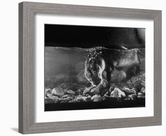 Pet Otter Diving For Frog at Mealtime-Wallace Kirkland-Framed Photographic Print