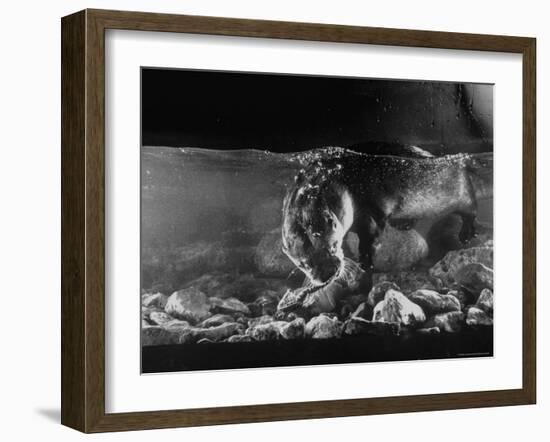 Pet Otter Diving For Frog at Mealtime-Wallace Kirkland-Framed Photographic Print