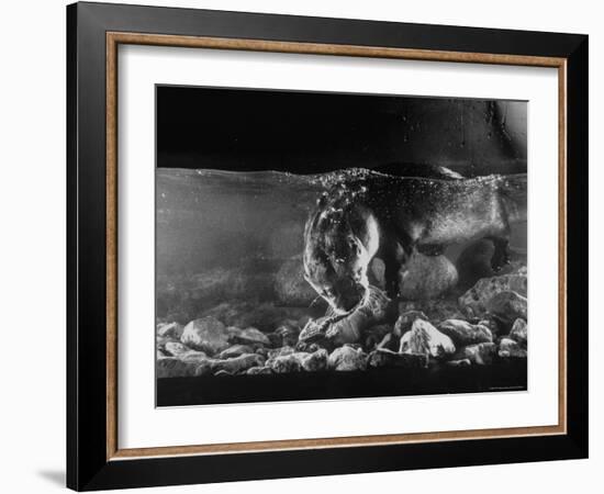 Pet Otter Diving For Frog at Mealtime-Wallace Kirkland-Framed Photographic Print