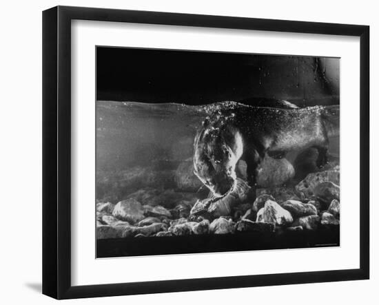 Pet Otter Diving For Frog at Mealtime-Wallace Kirkland-Framed Photographic Print