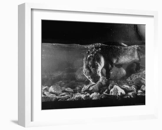 Pet Otter Diving For Frog at Mealtime-Wallace Kirkland-Framed Photographic Print