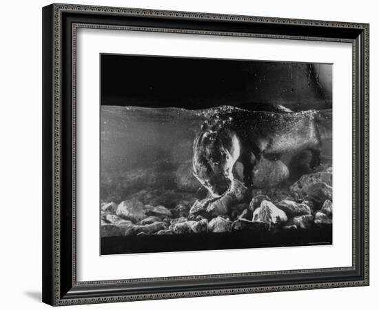 Pet Otter Diving For Frog at Mealtime-Wallace Kirkland-Framed Photographic Print