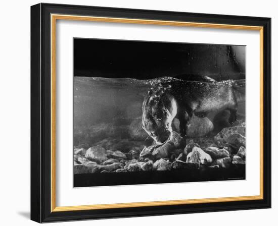 Pet Otter Diving For Frog at Mealtime-Wallace Kirkland-Framed Photographic Print