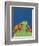 Pet Portraits IV-Chariklia Zarris-Framed Art Print