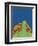 Pet Portraits IV-Chariklia Zarris-Framed Art Print