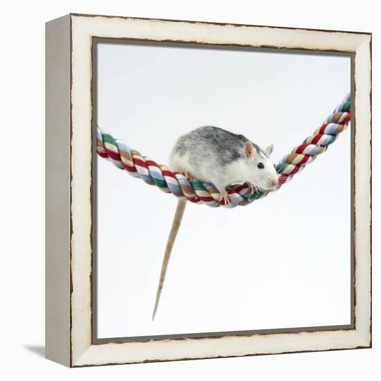 Pet Rat Balancing on Rope-null-Framed Premier Image Canvas