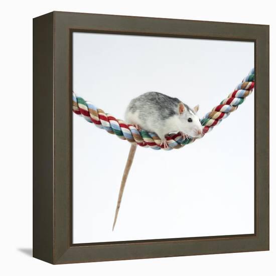 Pet Rat Balancing on Rope-null-Framed Premier Image Canvas