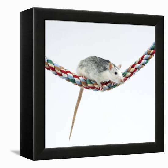 Pet Rat Balancing on Rope-null-Framed Premier Image Canvas