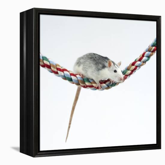 Pet Rat Balancing on Rope-null-Framed Premier Image Canvas