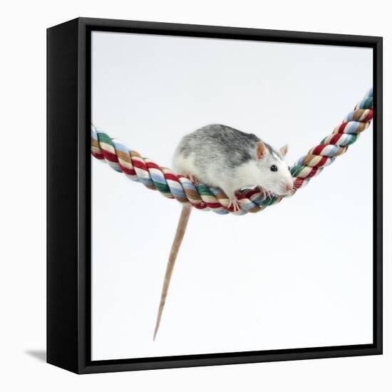 Pet Rat Balancing on Rope-null-Framed Premier Image Canvas