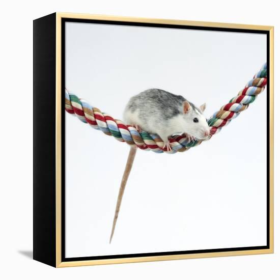 Pet Rat Balancing on Rope-null-Framed Premier Image Canvas