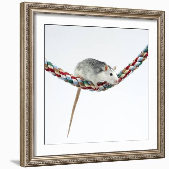 Pet Rat Balancing on Rope-null-Framed Photographic Print