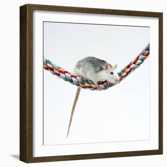 Pet Rat Balancing on Rope-null-Framed Photographic Print