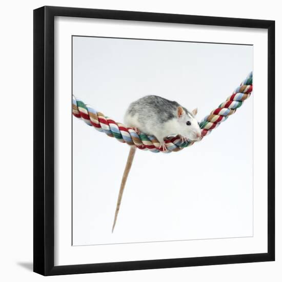 Pet Rat Balancing on Rope-null-Framed Photographic Print