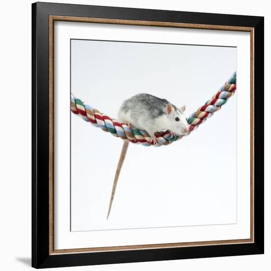 Pet Rat Balancing on Rope-null-Framed Photographic Print