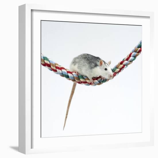 Pet Rat Balancing on Rope-null-Framed Photographic Print