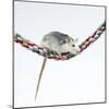 Pet Rat Balancing on Rope-null-Mounted Photographic Print