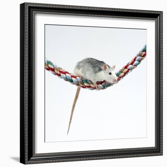 Pet Rat Balancing on Rope-null-Framed Photographic Print