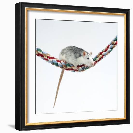 Pet Rat Balancing on Rope-null-Framed Photographic Print