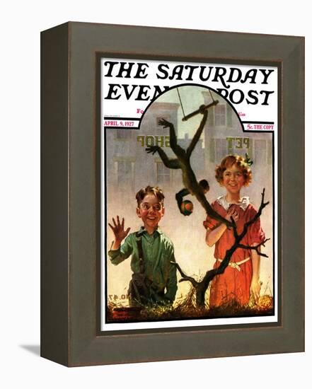 "Pet Shop Monkey," Saturday Evening Post Cover, April 9, 1927-Frederic Stanley-Framed Premier Image Canvas