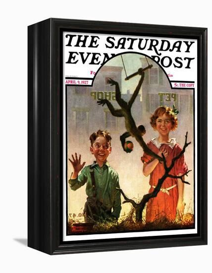 "Pet Shop Monkey," Saturday Evening Post Cover, April 9, 1927-Frederic Stanley-Framed Premier Image Canvas