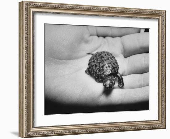 Pet Turtle-Ralph Morse-Framed Photographic Print