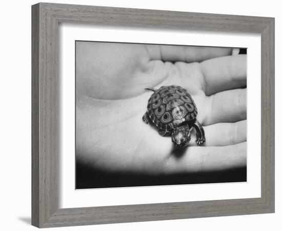 Pet Turtle-Ralph Morse-Framed Photographic Print