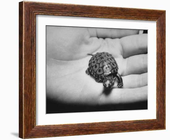 Pet Turtle-Ralph Morse-Framed Photographic Print