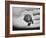 Pet Turtle-Ralph Morse-Framed Photographic Print