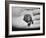 Pet Turtle-Ralph Morse-Framed Photographic Print