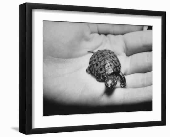 Pet Turtle-Ralph Morse-Framed Photographic Print