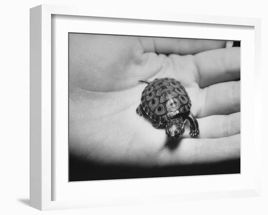 Pet Turtle-Ralph Morse-Framed Photographic Print