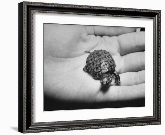 Pet Turtle-Ralph Morse-Framed Photographic Print