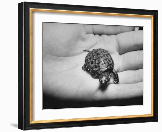 Pet Turtle-Ralph Morse-Framed Photographic Print