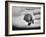 Pet Turtle-Ralph Morse-Framed Photographic Print