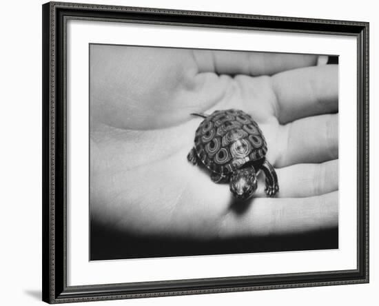 Pet Turtle-Ralph Morse-Framed Photographic Print