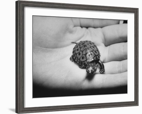 Pet Turtle-Ralph Morse-Framed Photographic Print