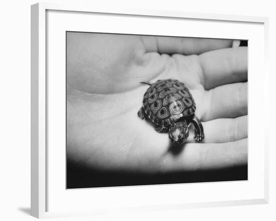 Pet Turtle-Ralph Morse-Framed Photographic Print