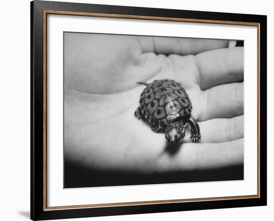 Pet Turtle-Ralph Morse-Framed Photographic Print