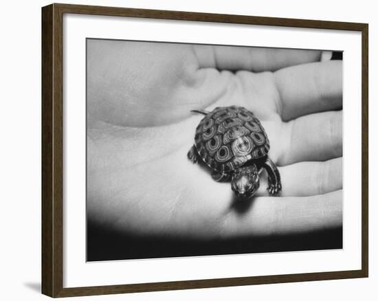 Pet Turtle-Ralph Morse-Framed Photographic Print