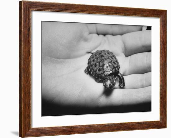 Pet Turtle-Ralph Morse-Framed Photographic Print