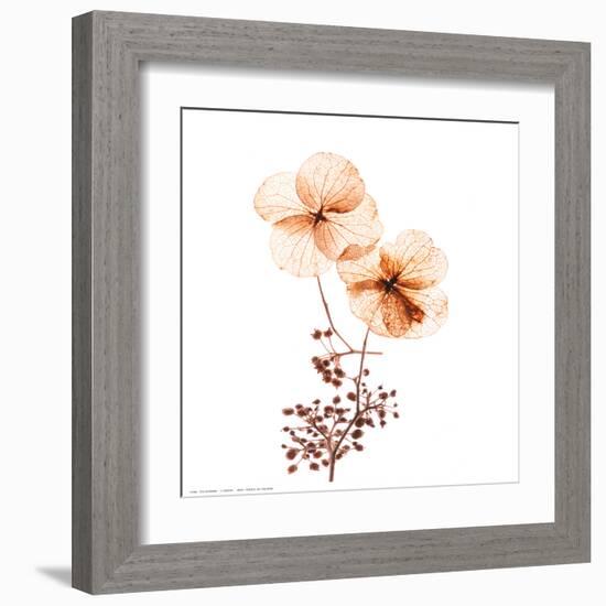 Petal Blooms-R^ Vancura-Framed Art Print