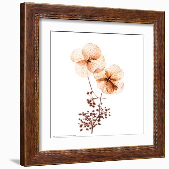 Petal Blooms-R^ Vancura-Framed Art Print