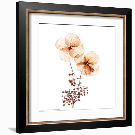 Petal Blooms-R^ Vancura-Framed Art Print