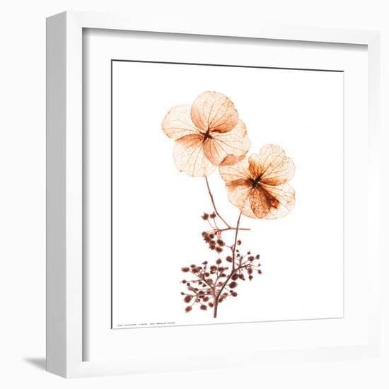 Petal Blooms-R^ Vancura-Framed Art Print