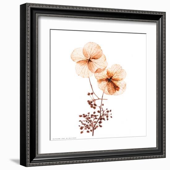 Petal Blooms-R^ Vancura-Framed Art Print