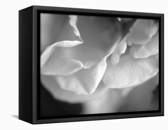 Petal Closeup I-Nicole Katano-Framed Stretched Canvas