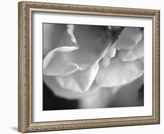 Petal Closeup I-Nicole Katano-Framed Photo