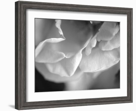 Petal Closeup I-Nicole Katano-Framed Photo