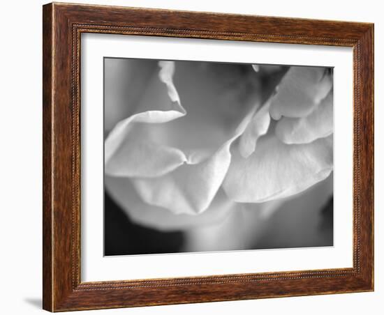 Petal Closeup I-Nicole Katano-Framed Photo